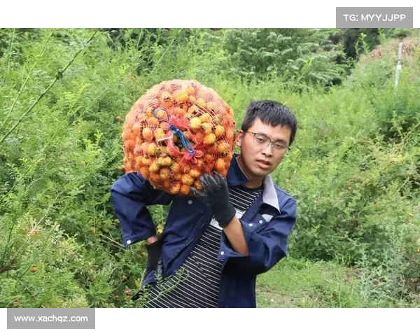 高地红石榴丰收秘诀与精细养护技巧分享提升产量的关键方法 高地红石榴丰收秘诀与精细养护技巧分享提升产量的关键方法